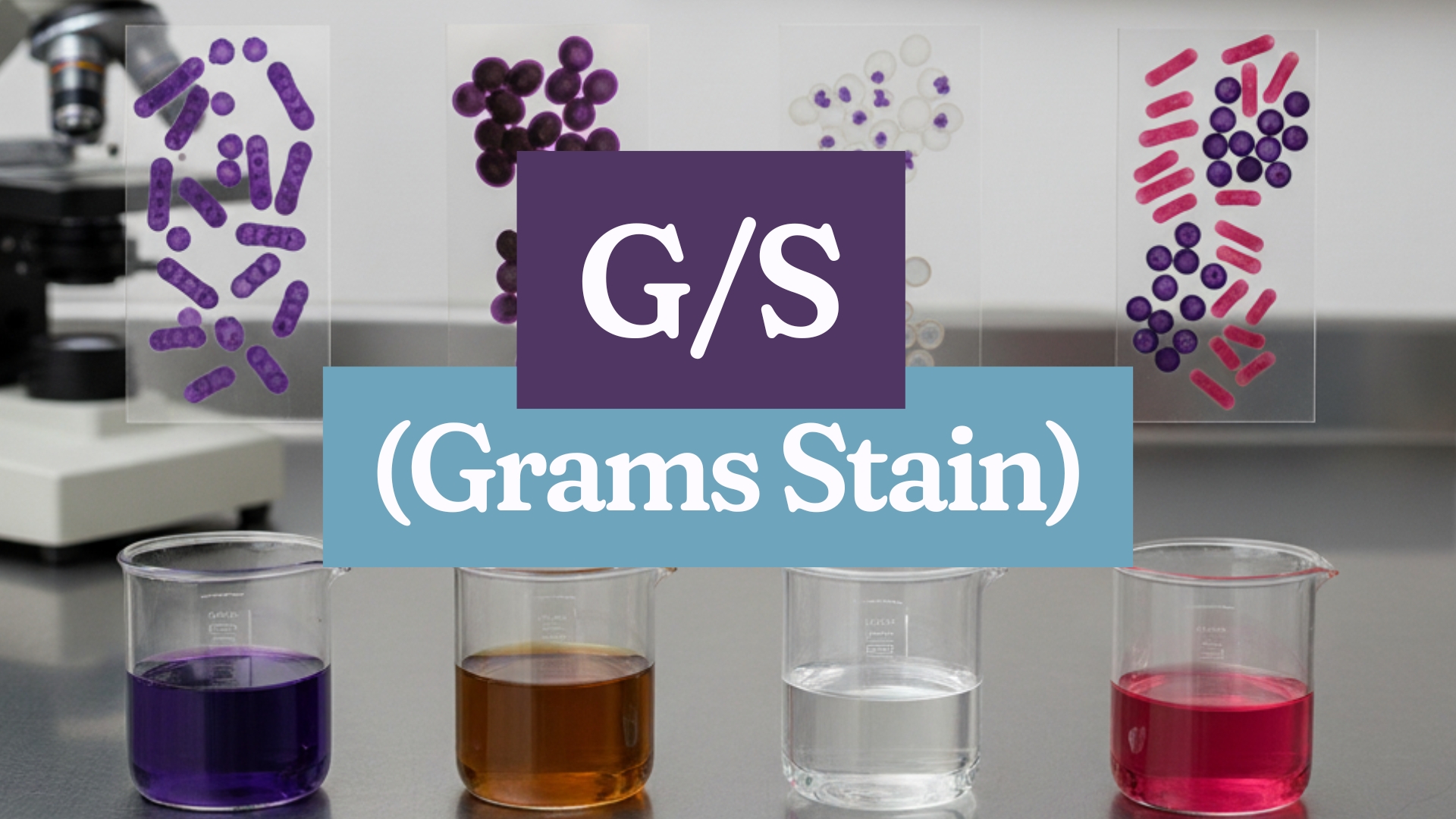 Gram Stain | Hati Health